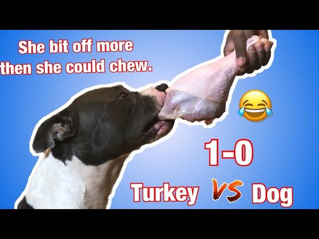 American bully: My dog vs Dinosaur Leg Challenge! Ultra Class Kennels