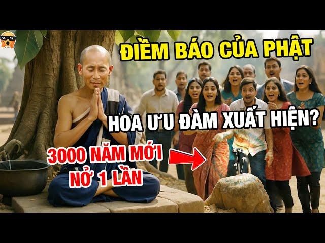 CHẤN ĐỘNG: Hoa Ưu Đàm 3000 Năm Mới Nở Xuất Hiện Sau Khi Thầy Minh Tuệ Dừng Chân