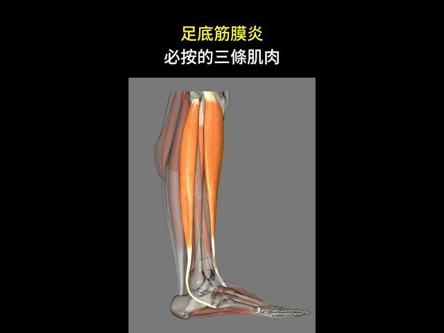 足底筋膜炎必按的三條肌肉 #shorts #啾c物理治療師 #動作控制