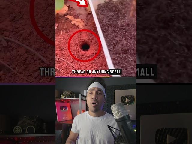 An ant that's worth a lot of money 