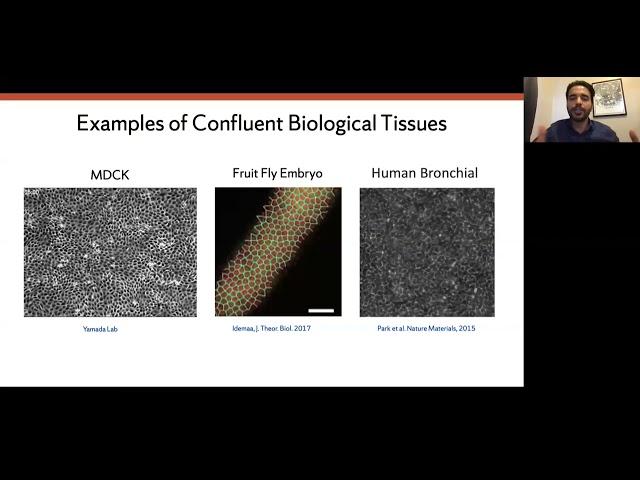 Sadjad Arzash: Rigidity of Epithelial Tissues as a Learning Problem