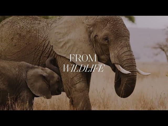 Four Seasons Private Jet Experience: African Wonders