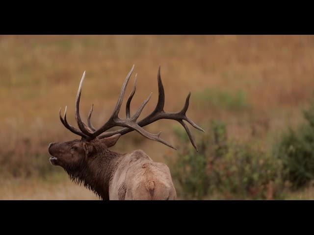 Wildlife Photography - 7x7 Bull Elk Bugling 4K stereo sound  ( huge elk)