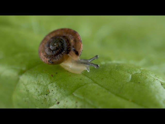 UK-Portugal snail-saving project hailed a success | AFP