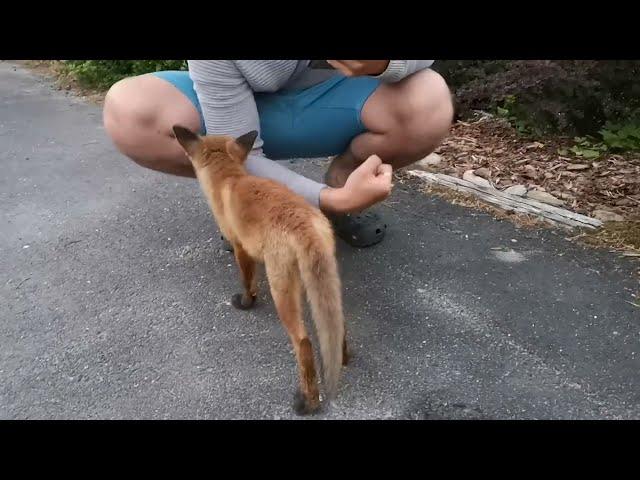 Fox attacks man