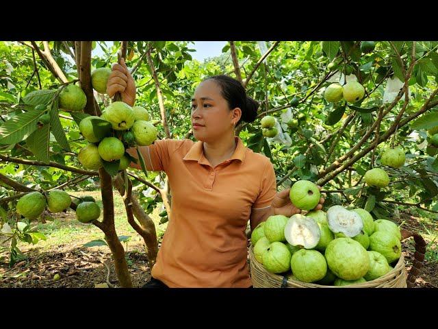 Harvesting Guava Fruit Goes to the market sell - Making garden - Lý Thị Ca