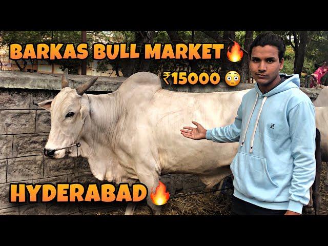 Barkas Bull Market| Hyderabad Old City|Qurbani Janwar | Best Bulls Of Hyderabad | #bakrid #eiduladha