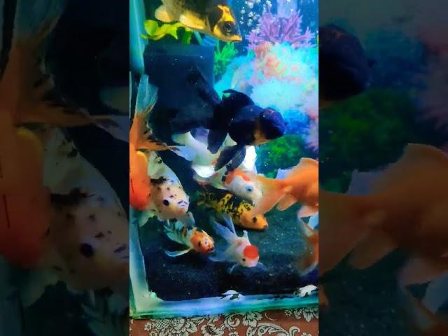 #shortvideo #shorts  