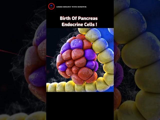 Birth Of Pancreas Endocrine Cells | #shorts #animation |