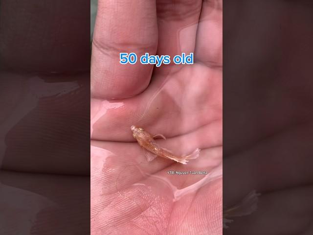 Betta fish development and results#bettafishtank #betta