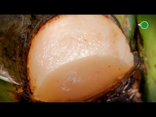 DOCUMENTAL NECTLI
