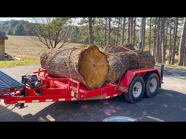 Could There be Something Great in these Old White Oak Logs?