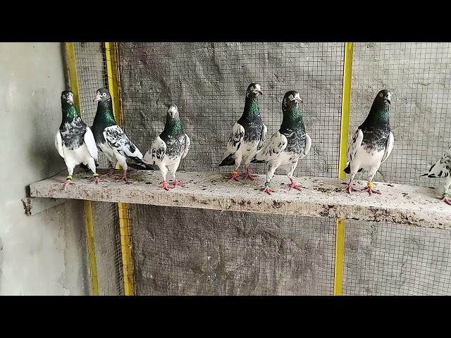 Teddy kabootar breeder Mohsin jutt Lahore