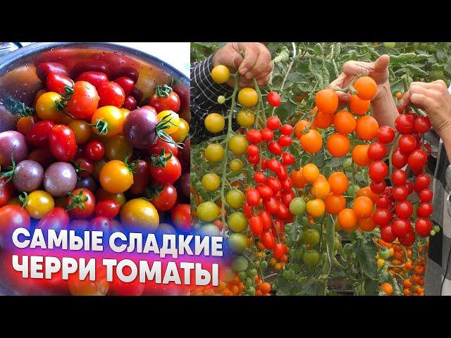 Самые сладкие черри томаты