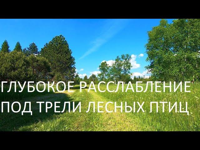 ПЕНИЕ СЛАВКИ,ЗЯБЛИКОВ И ПЕНОЧКИ-ЭТО ПЕВЧИЙ ОРКЕСТР ОТ БОГА.ИСЦЕЛЯЕТ НЕРВНУЮ СИСТЕМУ,ДАРИТ РАДОСТЬ.