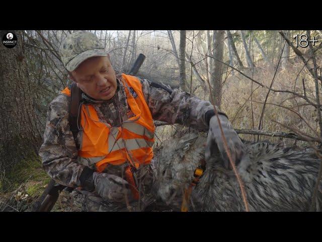 The huskies chewed up the wolf-dog. Hunting and fishing in stunning Kamchatka