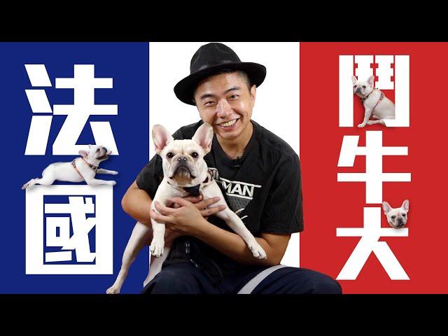 【犬の系列】法國鬥牛犬  個性執著天然呆！養法鬥真的沒那麼簡單！French Bulldog｜熊爸估狗