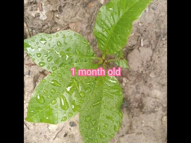 Paano magtanim ng kasoy at kailan itinatanim ang kasoy