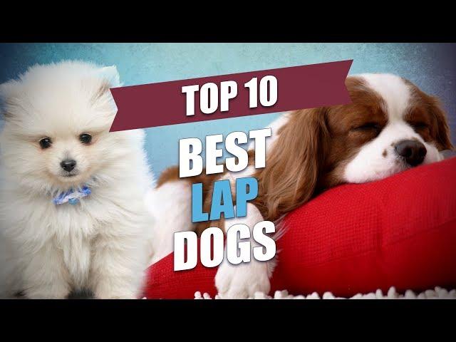 Top 10 Best Lap Dogs for Cuddly Owners