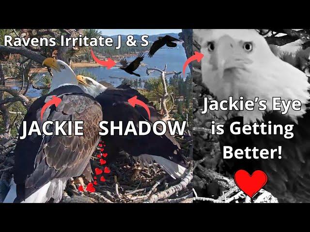 Jackie & Shadow: Irritating Ravens, 2 Dates With Beaky Kisses, Jackie's Eye is Better & Fiona️