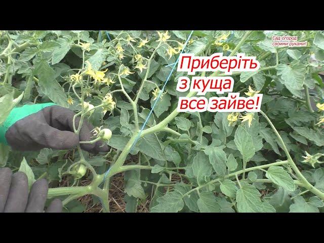 How to form low-growing tomatoes on three stems. We remove all the excess!