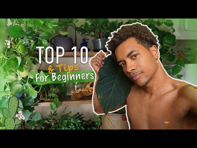 Top 10 Best Indoor Plants That Look Amazing for Beginners | Plant Daddy