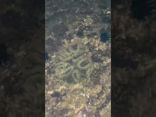 哦..是海葵ㄟ