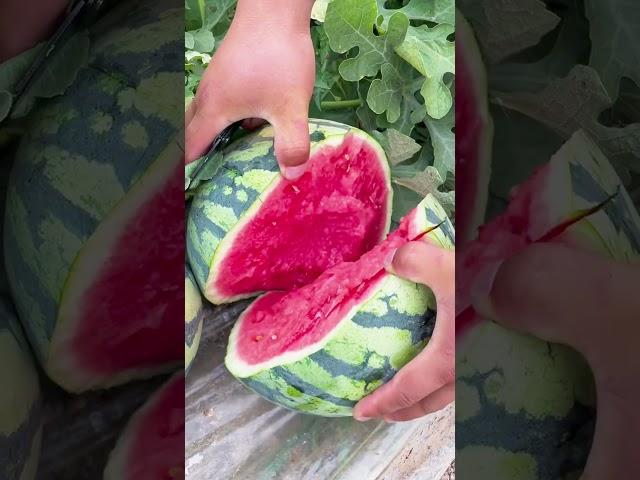 Delicious watermelon#villagelife#farming#agriculture#planting #rurallife#enjoyrurallife#satisfying