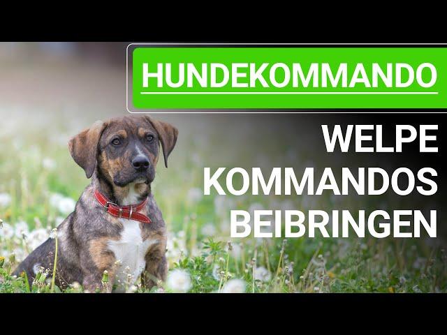  Welpe Kommandos beibringen - 4 GRÜNDE/FEHLER bei der Welpenerziehung! Kommandos für den Hund 