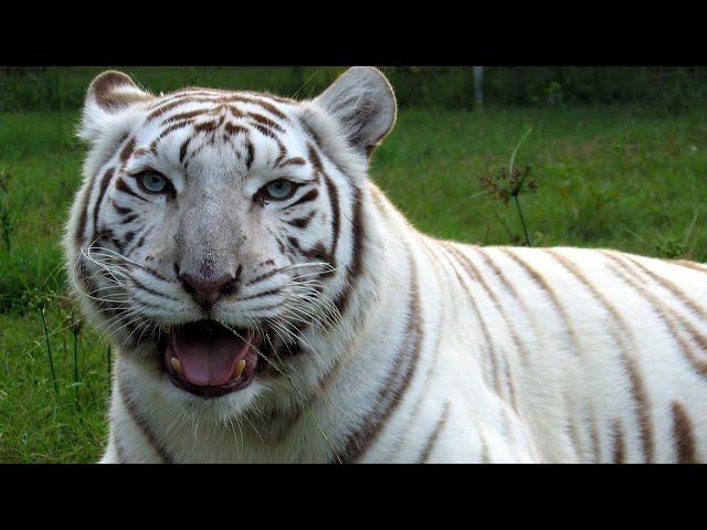 White Tigers - Get The FACTS!