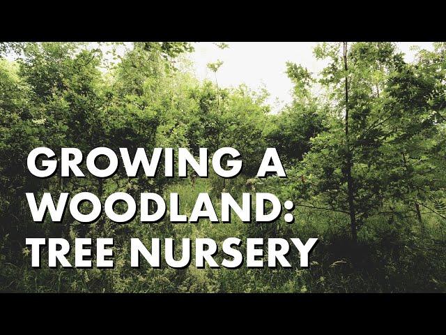 Growing a Woodland: Tree Nursery