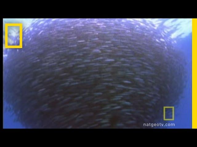 Bluefin Tuna Eat Bait Ball | National Geographic