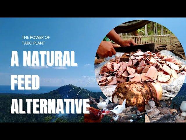 Taro Plants as a Sustainable Alternative Feed for Farm Animals|Organic feed farming