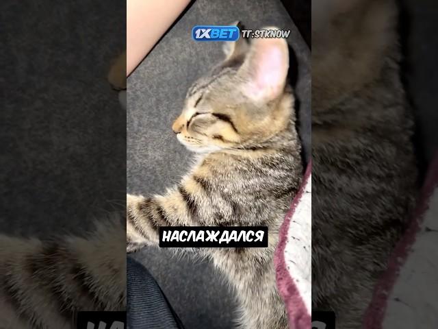 Эта кошка любит поесть, как и все мы   #shorts  #cats