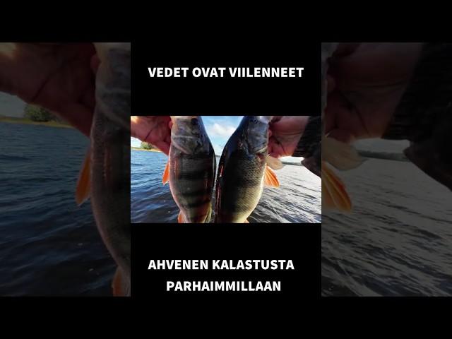 Syksy on hyvää aikaa ahvenenkalastajalle  #kalastus #ahven #fishing