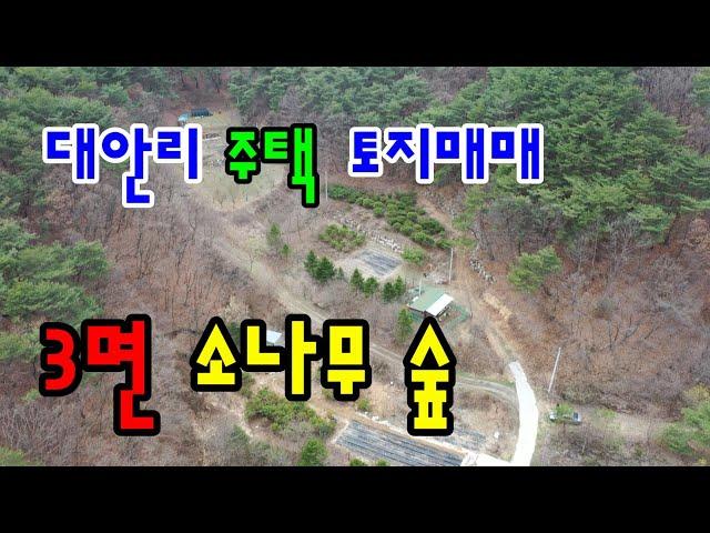 원주시 흥업면 대안리 3면 소나무 숲속 주택 &토지매매