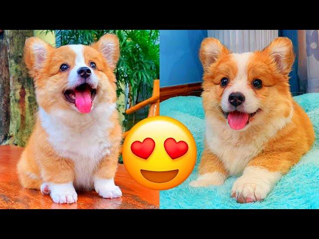 Corgi — Adorable And Hilarious Videos And Tik Toks Compilation