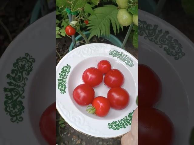 Ранний урожай томатов. #томаты