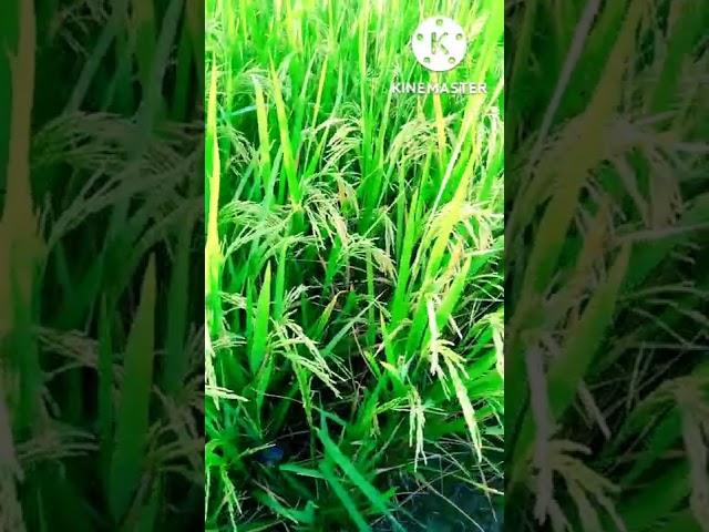 my first vlog hamare dhaan kaise hain dekh ke batao2022