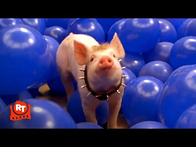 Babe: Pig in the City - Bouncy Balloon Pants!