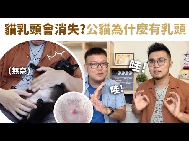 【貓乳頭會消失？公貓為什麼有乳頭？】志銘與狸貓