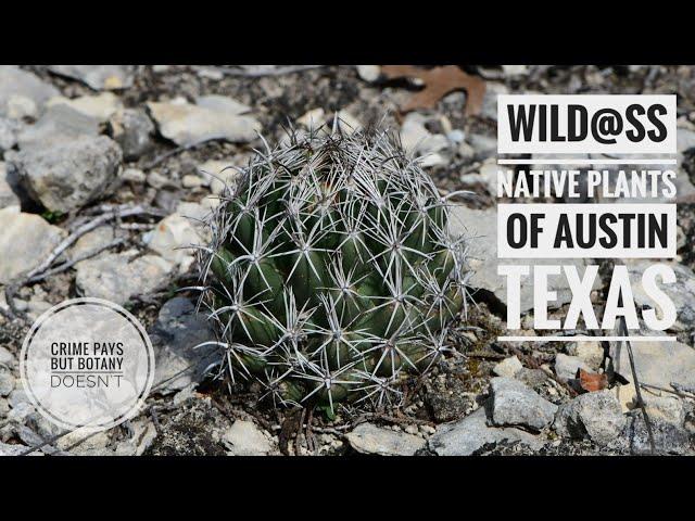 Texas Madrone, Suburban Car Slums, & Cool Native Plants of Austin, Texas