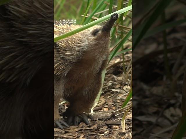 Curious echidnas love to explore