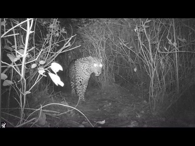 A Female Leopard found in the Islamabad Margalla hills National Park at Trail-4 and -6 hiking Tracks