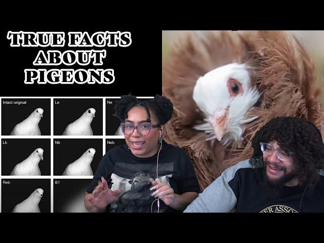 True Facts About Pigeons! | ZeFrank Reaction