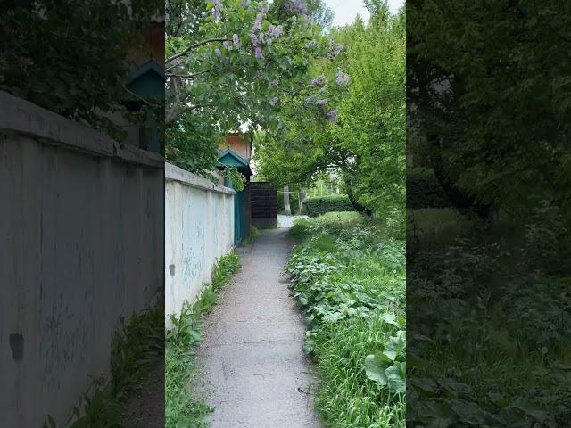 Зеленая улица #тараз #taraz