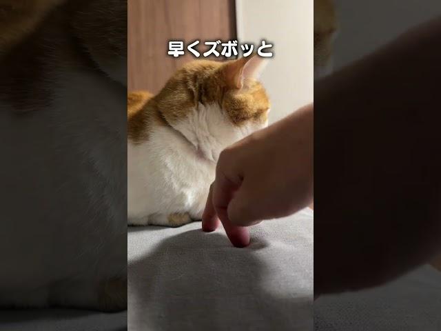 Cat song "I want to put my finger in" #I want to put my finger in the hand of the cat sitting in ...