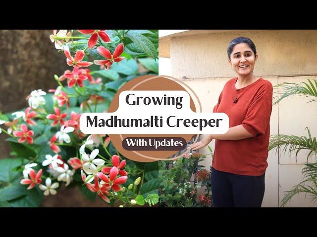 How to grow Madhumalti Happy and Healthy | Garden Up Basics Ep. 15