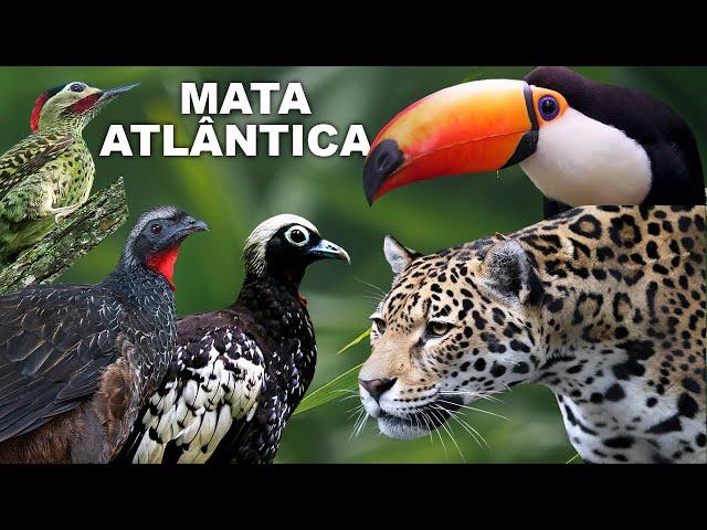 MATA ATLÂNTICA "AVES" | MACUCO, JACUTINGA, JACU, INHAMBUGUAÇU, ARAPONGA, TUCANO "DOCUMENTÁRIO"