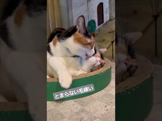 好きが止まらない三毛にゃんズ　#三毛猫　#保護猫カフェ